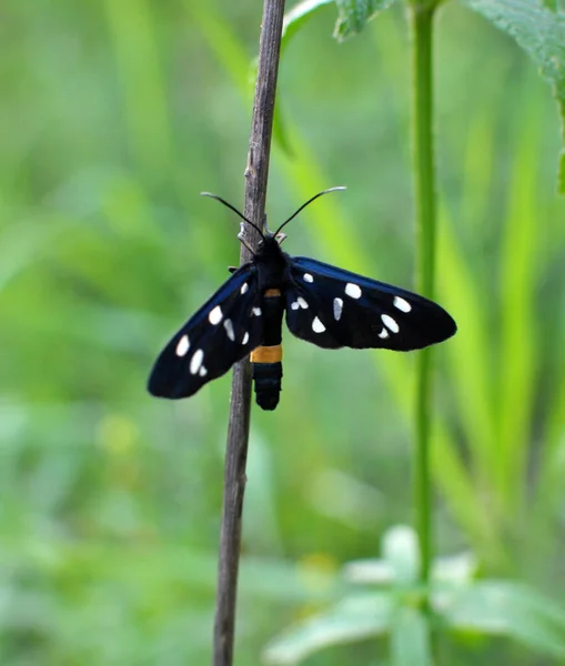 Dans Nature Sur Plante Papillon Amata Phegea — Photo