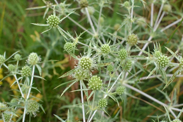 Vadonban Bogáncs Eryngium Campestre — Stock Fotó