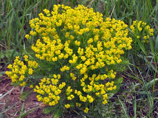 Tavasszal Vad Gyógynövények Euphorbia Cyparissias Virágzik — Stock Fotó