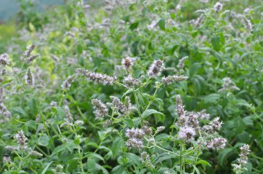 Vahşi doğada uzun yapraklı nane yetişir (Mentha longifolia)