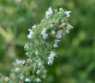 Melissa (Melissa officinalis) bir çalılığın dalında çiçek açar