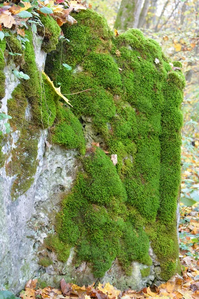 Bosque Naturaleza Piedra Crece Musgo Anomodon — Foto de Stock