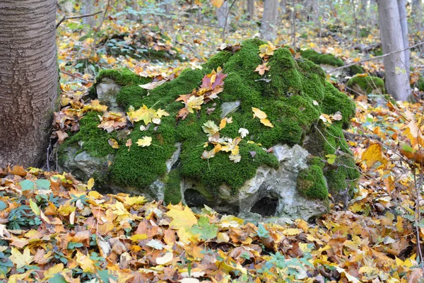 Floresta Estado Selvagem Pedra Cresce Musgo Anomodon — Fotografia de Stock