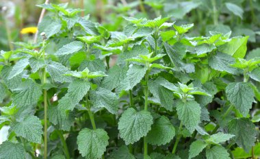 Vahşi bitki Ballota Nigra doğada yetişir.