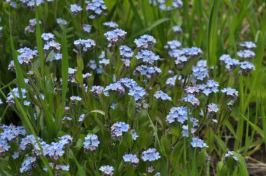 (Myosotis) Çayırdaki yabani otlar çiçek açar, unutma beni. (Myosotis)