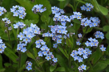 (Myosotis) Çayırdaki yabani otlar çiçek açar, unutma beni. (Myosotis)