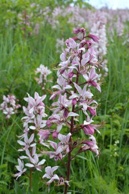 Vahşi doğada nadir çiçek açar, Kırmızı Kitap, tıbbi ve süs bitkisi Dictamnus albus.