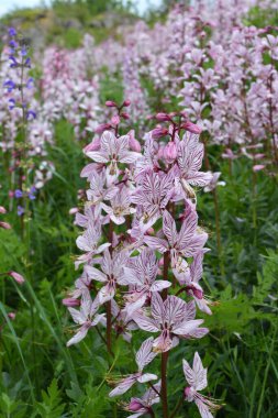 Vahşi doğada nadir çiçek açar, Kırmızı Kitap, tıbbi ve süs bitkisi Dictamnus albus.