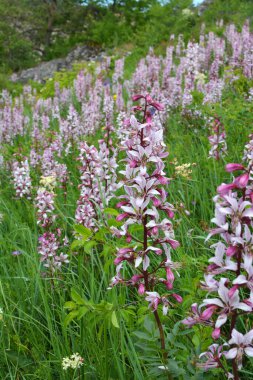 Vahşi doğada nadir çiçek açar, Kırmızı Kitap, tıbbi ve süs bitkisi Dictamnus albus.