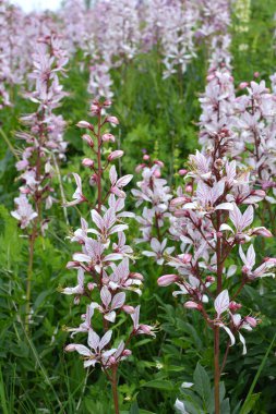 Vahşi doğada nadir çiçek açar, Kırmızı Kitap, tıbbi ve süs bitkisi Dictamnus albus.