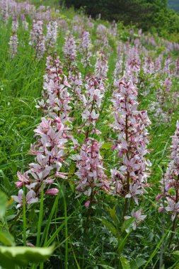 Vahşi doğada nadir çiçek açar, Kırmızı Kitap, tıbbi ve süs bitkisi Dictamnus albus.