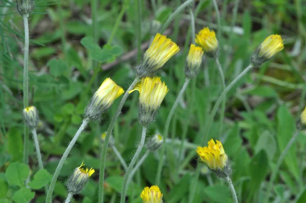 Parmi Les Herbes Dans Nature Pousse Pilosella Officinarum — Photo