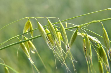 (Avena fatua, Avena ludoviciana))