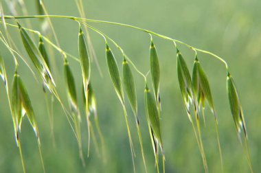 (Avena fatua, Avena ludoviciana))