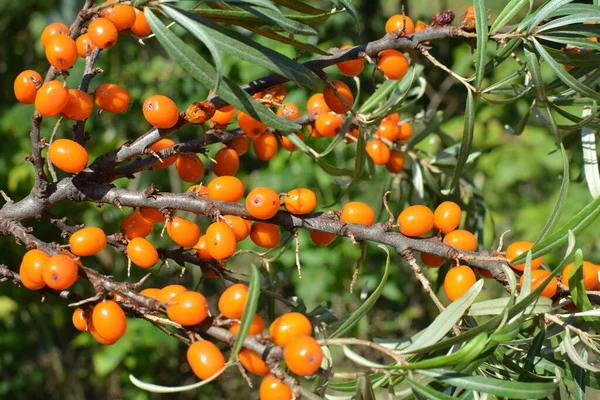 Rama Espino Cerval Mar Hippophae Rhamnoides Con Bayas Naranja Maduras — Foto de Stock