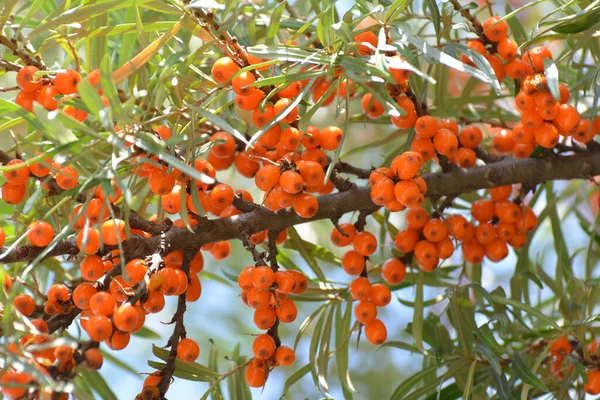 Větvička Rakytníku Hroši Rodu Rhamnoides Zralými Pomerančovými Bobulemi — Stock fotografie