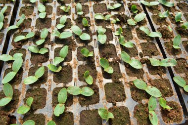 Plastik kasetlerde organik toprakla birlikte salatalık filizleri yetişiyor.
