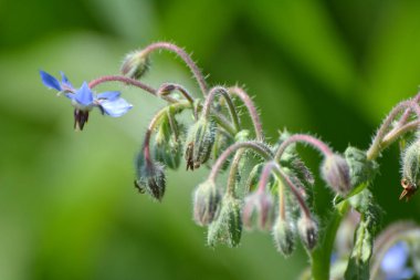 Yazın, Borago officinalis) doğada büyür.