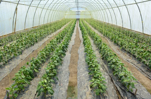 Växthus Där Grönsaker Odlas Ekologisk Jord — Stockfoto