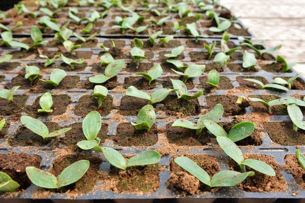 Growing Seedlings Cucumbers Plastic Cassettes Organic Soil — Stock Photo, Image