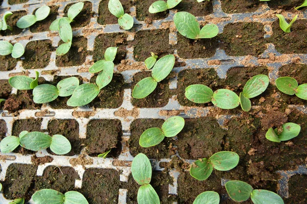 Mudas Crescimento Pepinos Cassetes Plástico Com Solo Orgânico — Fotografia de Stock