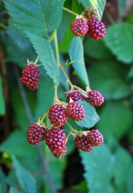 Çalı dalında böğürtlenleri olgunlaştır (Rubus fruticosus)