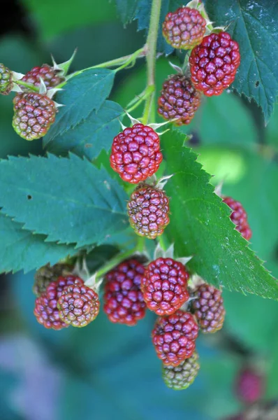 Keři Větve Zrají Ostružiny Rubus Fruticosus — Stock fotografie