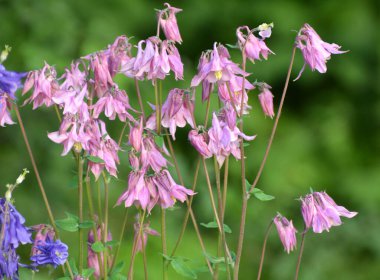 İlkbahar sonu ve yaz başında, Aquilegia vulgaris bahçede çiçek açar.