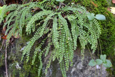 Asplenium trikomanes eğreltiotu ormandaki bir taşın üzerinde yetişir.