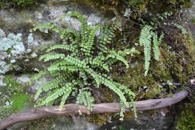 Asplenium trikomanes eğreltiotu ormandaki bir taşın üzerinde yetişir.