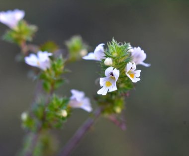 Mutluluk yabani otların arasında yetişir.