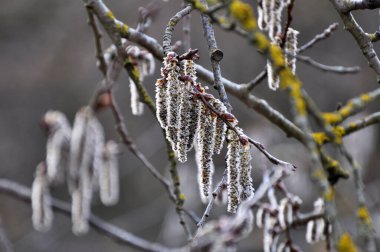 Aspen küpeler (Populus tremula, Populus pseudotremula) ilkbaharda doğada çiçek açar. 