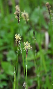 Kıllı sazlar (Carex pilosa) ormanda yetişir.