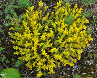 Vahşi taşrop 'ta (Sedum dönümü) kayalık topraklarda yetişir.