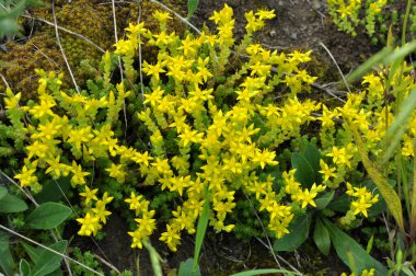 Vahşi taşrop 'ta (Sedum dönümü) kayalık topraklarda yetişir.