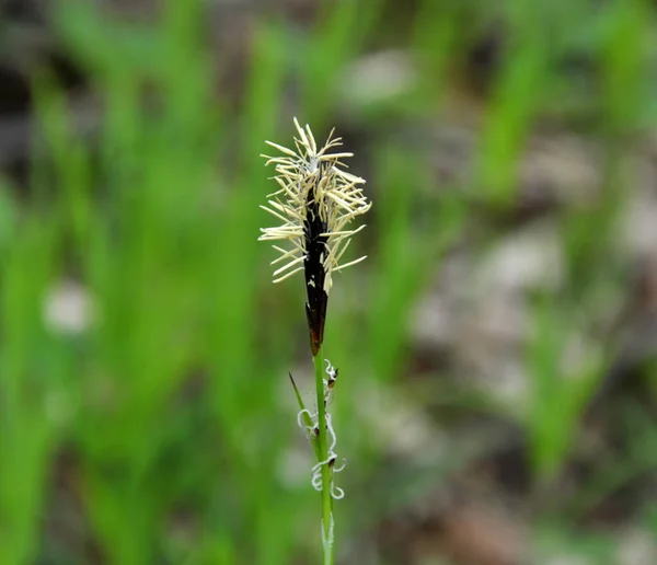 Hairy Sedge Carex Pilosa Grows Wild Forest — Stock Photo, Image