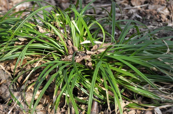 Hairy Sedge Carex Pilosa Grows Wild Forest — Stock Photo, Image