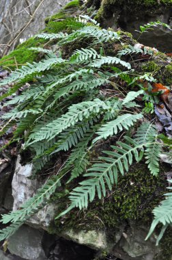 Fern Polypodium vulgare ormandaki bir kayanın üzerinde yetişir.