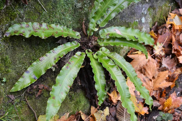 Vahşi Doğada Asplenium Scolopendrium Eğreltiotu Ormanda Yetişir — Stok fotoğraf