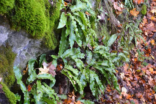 Vahşi Doğada Asplenium Scolopendrium Eğreltiotu Ormanda Yetişir — Stok fotoğraf