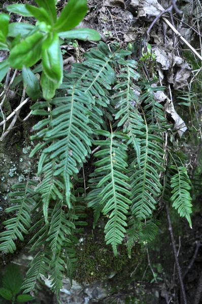 Fern Polypodium Vulgare Crece Estado Salvaje Sobre Una Roca Bosque —  Fotos de Stock