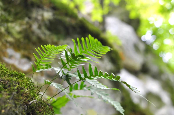 Fern Polypodium Vulgare Crece Estado Salvaje Sobre Una Roca Bosque — Foto de Stock