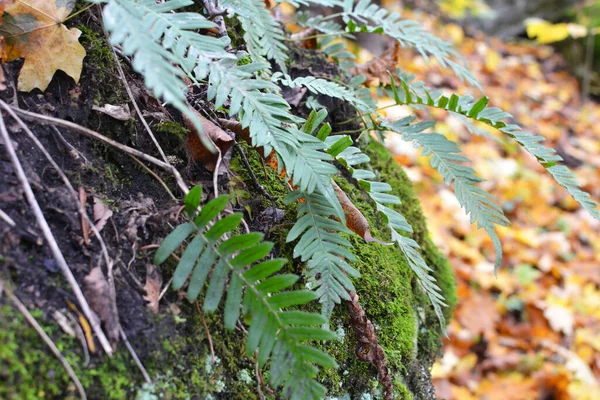 Fern Polypodium Vulgare Crece Estado Salvaje Sobre Una Roca Bosque — Foto de Stock