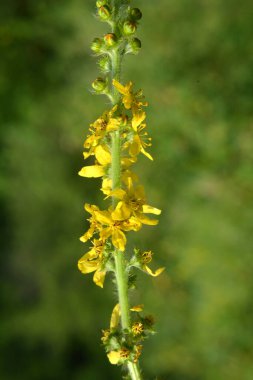 Vahşi otların arasında yaz mevsimi, tarımsal ekvatorya çiçekleri açıyor.
