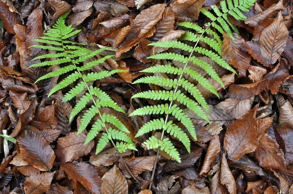 Felce Dryopteris Filix Mas Cresce Natura Nella Foresta — Foto Stock