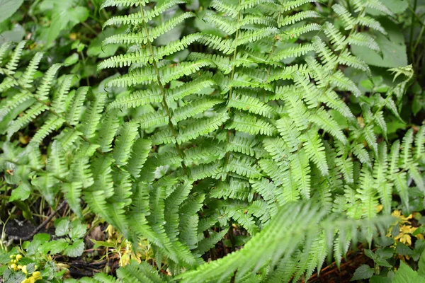 Felce Dryopteris Filix Mas Cresce Natura Nella Foresta — Foto Stock