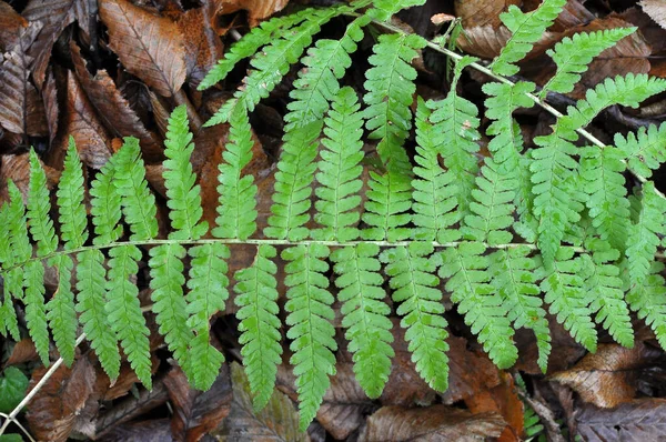 Fern Dryopteris Filix Mas 生长在森林中的野外 — 图库照片