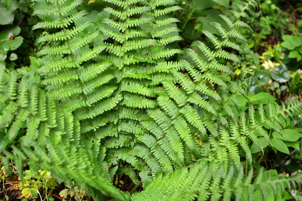 Fern Dryopteris Filix Mas 生长在森林中的野外 — 图库照片