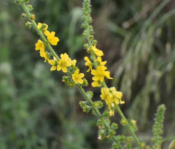 Été Dans Nature Parmi Les Graminées Sauvages Est Floraison Agrimonia — Photo