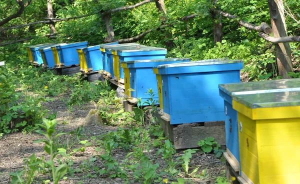 Частный Апиарий Ульями Саду Рядом Домом — стоковое фото